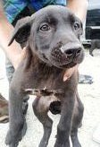 PF80686 - Labrador Retriever Mix Dog