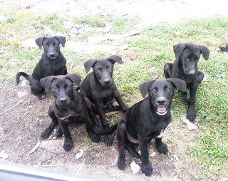 PF80686 - Labrador Retriever Mix Dog