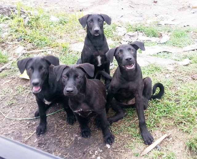 PF80686 - Labrador Retriever Mix Dog