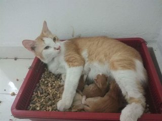 Mommy Cat And 3 Kittens - Domestic Medium Hair + Domestic Long Hair Cat