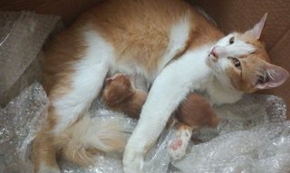 Mommy Cat And 3 Kittens - Domestic Medium Hair + Domestic Long Hair Cat