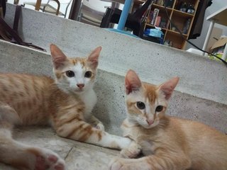 Mommy Cat And 3 Kittens - Domestic Medium Hair + Domestic Long Hair Cat