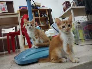 Mommy Cat And 3 Kittens - Domestic Medium Hair + Domestic Long Hair Cat