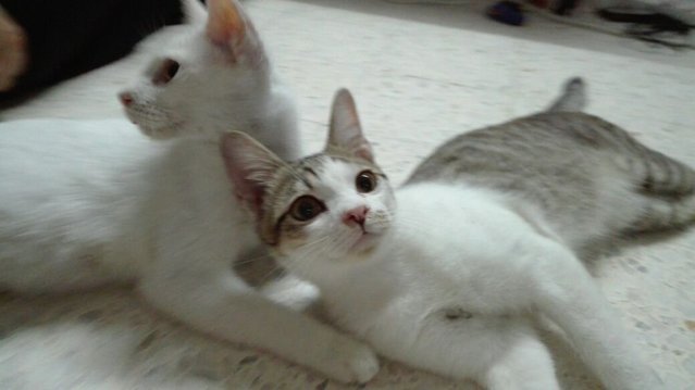 Putih Kontot &amp; Si Belang - Turkish Van + Domestic Short Hair Cat