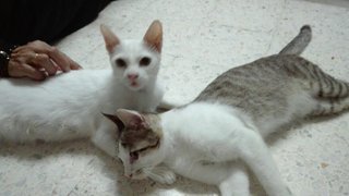 Putih Kontot &amp; Si Belang - Turkish Van + Domestic Short Hair Cat