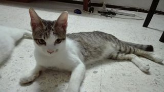 Putih Kontot &amp; Si Belang - Turkish Van + Domestic Short Hair Cat