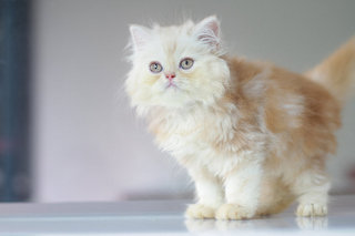 Odie - Persian Cat