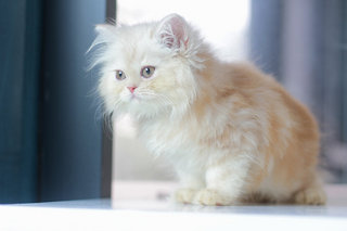 Odie - Persian Cat