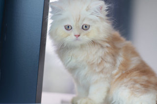 Odie - Persian Cat