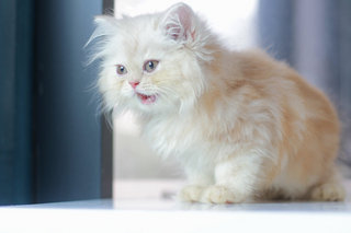 Odie - Persian Cat