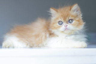 Andre - Persian Cat