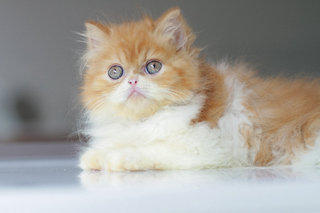 Andre - Persian Cat