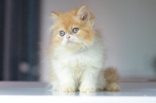 Andre - Persian Cat