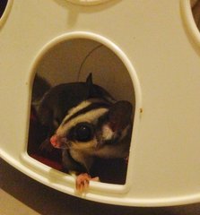 Chloe - Sugar Glider Small & Furry