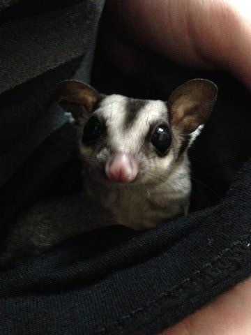 Chloe - Sugar Glider Small & Furry