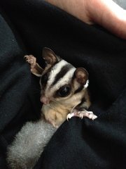 Chloe - Sugar Glider Small & Furry