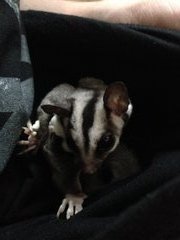 Chloe - Sugar Glider Small & Furry