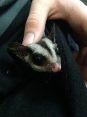 Chloe - Sugar Glider Small & Furry