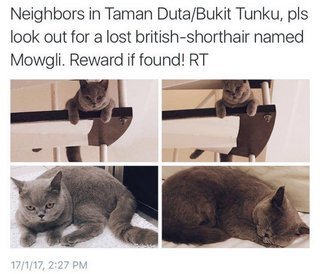 Mowgli - British Shorthair Cat