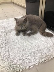 Mowgli - British Shorthair Cat