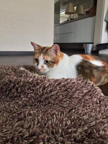 Kitty - Calico Cat