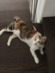 Kitty - Calico Cat