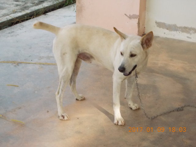 White Boy - Mixed Breed Dog