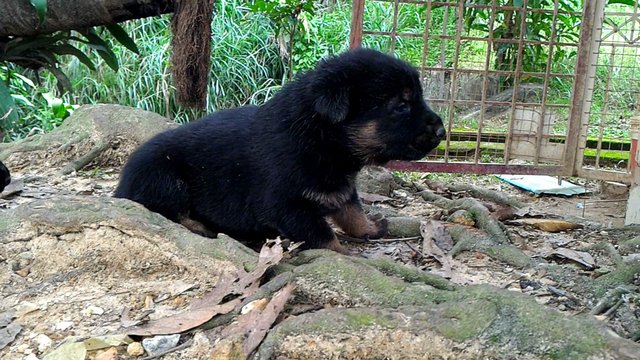 German Shepherd Mix - German Shepherd Dog Dog