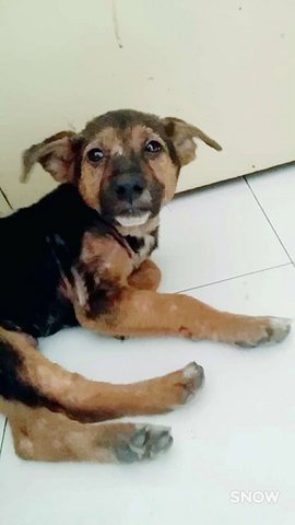 Blacky - Mixed Breed Dog