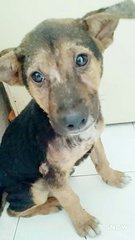 Blacky - Mixed Breed Dog