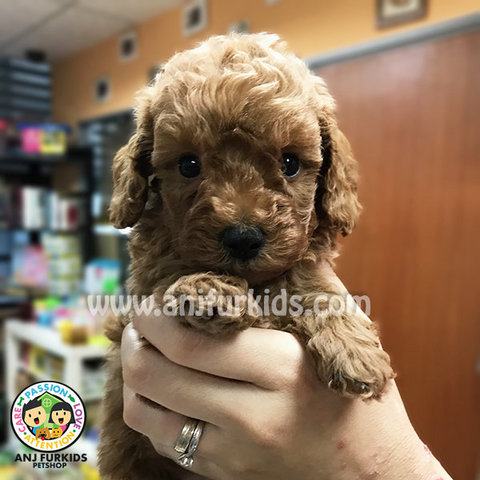 Quality Toy Poodle Puppiesfe - Poodle Dog