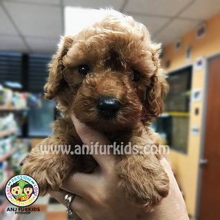 Quality Toy Poodle Puppiesfe - Poodle Dog