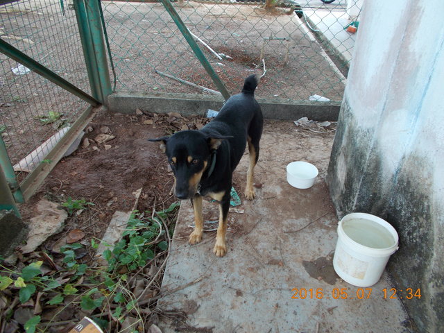 Toro - Rottweiler Mix Dog