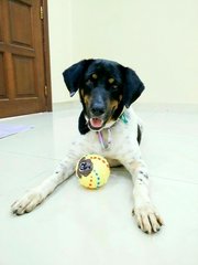 A Smart Boy Named Obee - Labrador Retriever Mix Dog