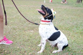 A Smart Boy Named Obee - Labrador Retriever Mix Dog