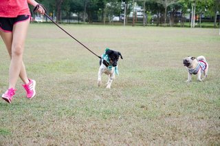 A Smart Boy Named Obee - Labrador Retriever Mix Dog