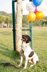 A Smart Boy Named Obee - Labrador Retriever Mix Dog