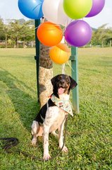 A Smart Boy Named Obee - Labrador Retriever Mix Dog