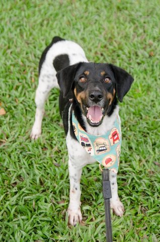 A Smart Boy Named Obee - Labrador Retriever Mix Dog