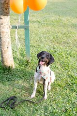 A Smart Boy Named Obee - Labrador Retriever Mix Dog