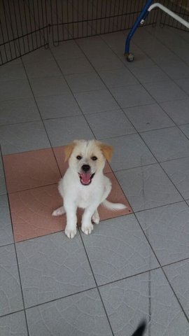 Cotton - Mixed Breed Dog