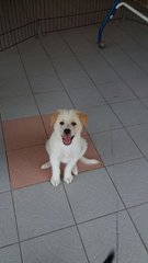 Cotton - Mixed Breed Dog