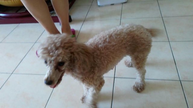 Mini Poodle Family - Poodle Dog