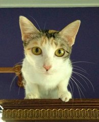 Katie - Domestic Short Hair Cat