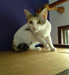 Katie - Domestic Short Hair Cat