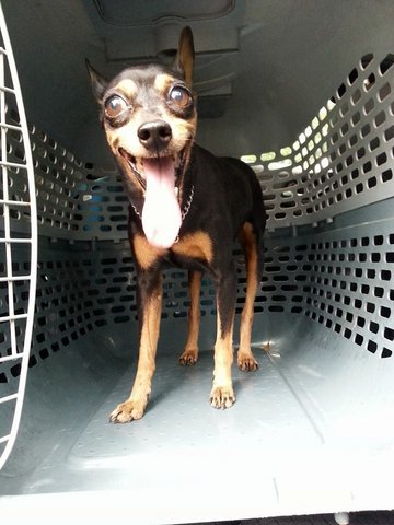 Min Pin Found In Usj - Miniature Pinscher Dog