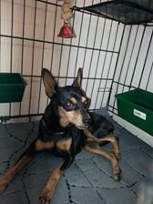 Min Pin Found In Usj - Miniature Pinscher Dog