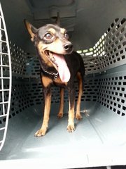 Min Pin Found In Usj - Miniature Pinscher Dog