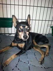 Min Pin Found In Usj - Miniature Pinscher Dog