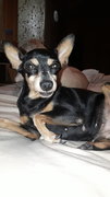 Min Pin Found In Usj - Miniature Pinscher Dog